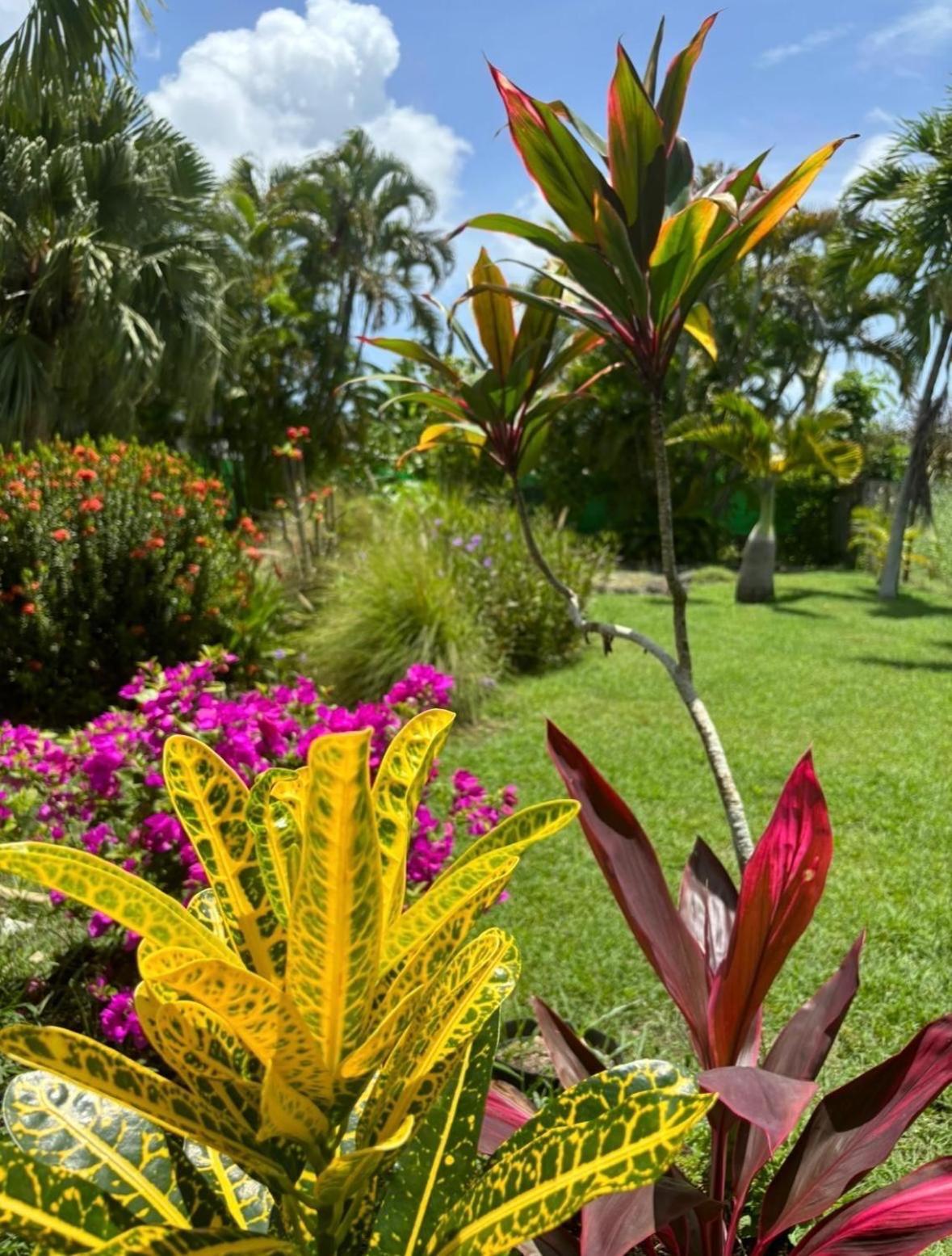 Le Petit Havre Tropical Guadeloupe, Gite, Massages & Spa Saint-Francois  Extérieur photo
