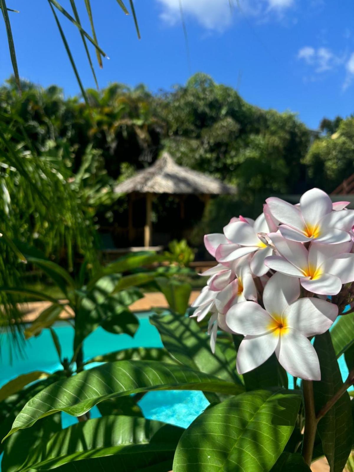 Le Petit Havre Tropical Guadeloupe, Gite, Massages & Spa Saint-Francois  Extérieur photo
